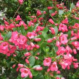 Arborix Escallonia 'Donard Seedling' - Escallonia 40-50 cm in pot