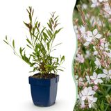Green Boutiq boutiQ Green Gaura lindh. Whirling Butterflies - White - 6 Plants - Pot 11cm