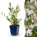 Green Boutiq boutiQ Green Gaura lindh. Whirling Butterflies - White - 6 Plants - Pot 11cm