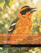 Bird Cross Stitch Pattern Collection: Bullock's Oriole