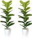 Unyqoos® Set de 2 plantes artificielles, Ficus Lyrata (figuier lyre), 80 cm