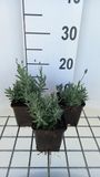 GRDplanten Groendecor Tuinarchitectuur 6x Lavandel - Lavandula ang. 'Essence Purple' | 9x9 cm pot