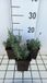 GRDplanten Groendecor Tuinarchitectuur 6x Lavandel - Lavandula ang. 'Essence Purple' | 9x9 cm pot