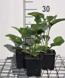 GRDplanten Groendecor Tuinarchitectuur 6x Zonnehoed - Echinacea purp. Alba' | pot 9 x 9 cm