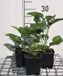 GRDplanten Groendecor Tuinarchitectuur 6x Zonnehoed - Echinacea purp. Alba' | pot 9 x 9 cm