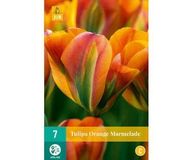 Jub Tulipa Orange Marmelade JUB, 7 bollen