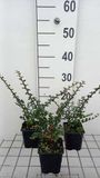 Groendecor Tuinarchitectuur 12x Cotoneaster horizontalis | 9x9 cm pot