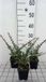 Groendecor Tuinarchitectuur 12x Cotoneaster horizontalis | 9x9 cm pot