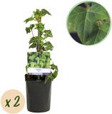 Plantenboetiek.nl Klimplant - Hedera helix - Blad groen - Groenblijvend - 2 planten - Ø10cm - 30-40cm hoog - Tuinplant