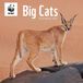 Carousel Worldwide WWF Big Cats 2027 Vierkante muurkalender