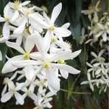 ClematisOnline Clematis Armandii - Groenblijvend en Winterhard - Meerjarige Klimplant - Wit - 2 liter pot