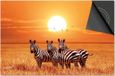 Dietrix Inductie Beschermer - 60x52cm - Zebras Zonsondergang Afrika