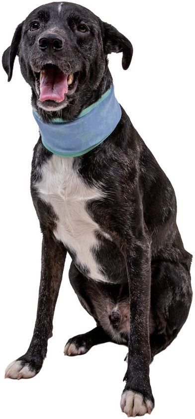 Ruffwear Swamp Cooler Neck Gaiter - Biolumin Blue - S