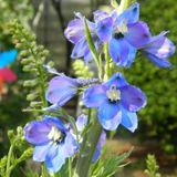 Arborix Delphinium 6 x Delphinium 'Piccolo' - Ridderspoor pot 9x9cm