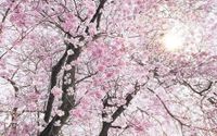 Komar Fotobehang Bloom