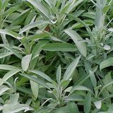 Arborix Salvia 6 x Salvia Officinalis - Salie pot 9x9cm