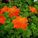 Bol 6 x Geum coccineum 'Borisii' - Nagelkruid Pot 9x9 cm - Oranje Bloemen