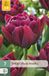 Jub Tulipa Alison Bradley bloembol JUB 7 stuks
