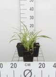 GRDplanten 6x Zegge - Carex morr. Ice Dance | 9x9 cm pot