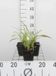 GRDplanten 6x Zegge - Carex morr. Ice Dance | 9x9 cm pot