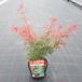Plantenwinkel.nl Japanse esdoorn Jerre Schwartz Heester