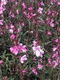 GRDplanten Groendecor Tuinarchitectuur 6x Prachtkaars - Gaura lindh. 'Flamingo Pink' (= oenothera lindh.) | 9x9 cm pot