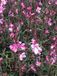 GRDplanten Groendecor Tuinarchitectuur 6x Prachtkaars - Gaura lindh. 'Flamingo Pink' (= oenothera lindh.) | 9x9 cm pot