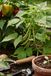 Au Fil de Mon Jardin: My Garden Journal — Seeds, Planting Logs, Seasons & Notes for Gardeners — English Garden & Potager Cover Edition I