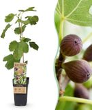 Green boutiQ - Ficus caria Little miss Figgy - Vijgenboom - Winterhard - Rode Vrucht - 2 Planten - Pot 15cm - Hoogte 50cm