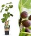 Green boutiQ - Ficus caria Little miss Figgy - Vijgenboom - Winterhard - Rode Vrucht - 2 Planten - Pot 15cm - Hoogte 50cm
