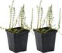 Bloomique - Hippuris Vulgaris - Lidsteng - Set van 2 - Vijverplant - Zone 2-5 - 15-25 cm