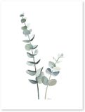 Lilipinso Greenery Poster - Eucalyptus (30x40cm)