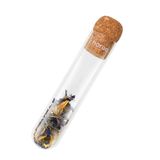 Horae Thee-ei en infusies van transparant microgeperforeerd glas met kurksluiting