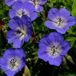 Arborix Geranium 'Jolly Bee' - Ooievaarsbek pot 9x9cm