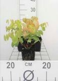 GRDplanten Groendecor Tuinarchitectuur 6x Elfenbloem - Epimedium versicolor 'Sulphureum' | 9x9 cm pot