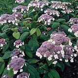 Arborix Hydrangea Hydrangea macrophylla ‘Teller White’ - Hortensia 25-30 cm in pot