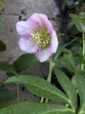 GRDplanten Groendecor Tuinarchitectuur 3x Nieskruid - Helleborus or. 'Pretty Ellen Pink' | 9x9 cm pot