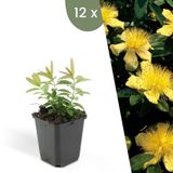 Plants by Frank | 12 Sint-Janskruid Planten | Hypericum calycinum | Winterharde bodembedekker planten | tuinplanten | Winterharde vaste planten meerjarig | Winterharde tuinplanten