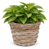 Mega Collections plantenmand Koudum - rotan - D39 x H31 cm - lichtbruin/grijs