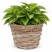 Mega Collections plantenmand Koudum - rotan - D39 x H31 cm - lichtbruin/grijs