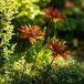 Solidchoice - Set de 3 décorations de jardin rouillées en acier Corten