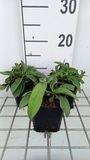 Succisa 6x Succisa pratensis | pot de 9x9 cm