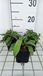 Succisa 6x Succisa pratensis | pot de 9x9 cm