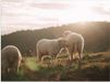 Merkloos / Sans marque Poster - Drie Schaapjes in het Landschap - 40x30 cm - Glanzend