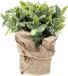 Bellatio Flowers & Plants Kunstplant - Munt Kruiden - Groen - In Jute Pot - 19 cm