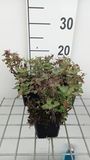 GRDplanten Dovenetel 6x Lamium mac. 'Anna Green Away' | 9x9 cm pot