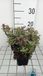 GRDplanten Dovenetel 6x Lamium mac. 'Anna Green Away' | 9x9 cm pot