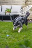 Beeztees Fetch Tennis Ball - Hondenspeelgoed - Blauw/Geel - 6,3 cm - 3ST