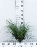 Zegge 6x Carex osh. 'Evergreen' ® | 9x9 cm pot