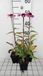 GRDplanten Echinacea 6x Zonnehoed - Echinacea purp. Magnus Superior' | pot 9 x 9 cm